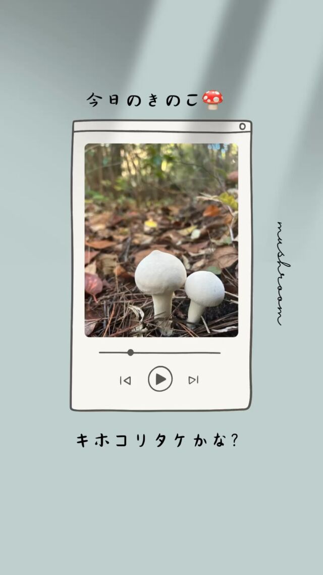 🚶‍♀️🚶‍♂️
　

早朝散歩へ‥
きのこ🍄🍄‍🟫がた〜くさん 笑

気持ちの良い季節に
なってきました♪
　
#さんぽ 
#朝活散歩 
#きのこ観察 
#キホコリタケ 
#ホコリタケ 
#ニンギョウタケ 
#イグチ 
#gardenworks草 
#ガーデンワークス草