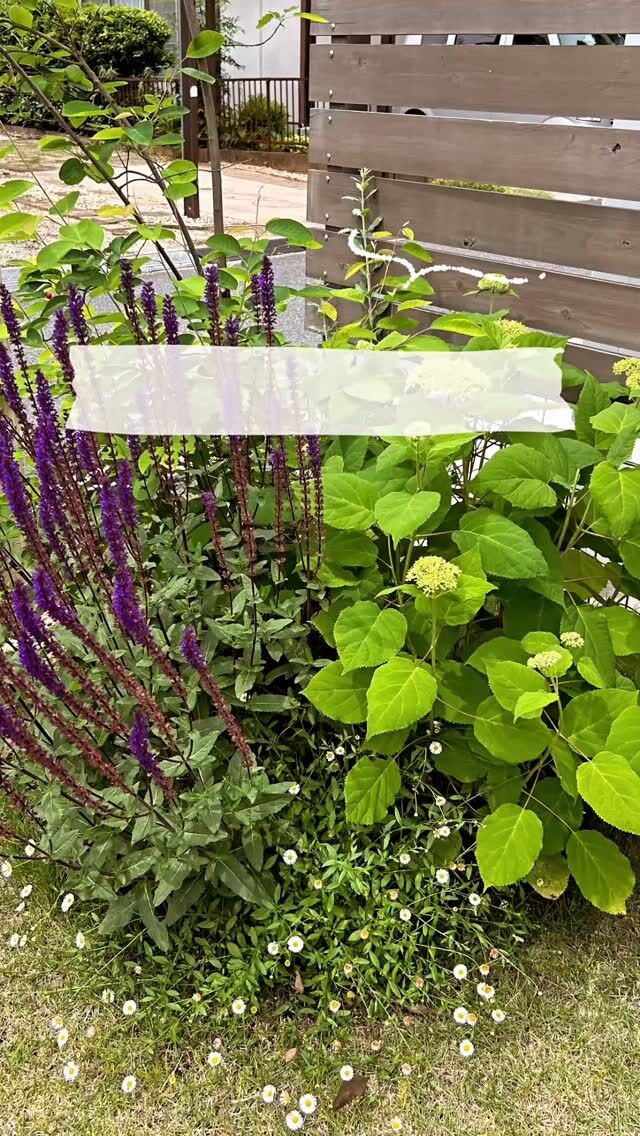 #おすすめ植物 
#ガーデンデザイン 
#ガーデニング 
#庭を楽しむ 
#庭のある暮らし