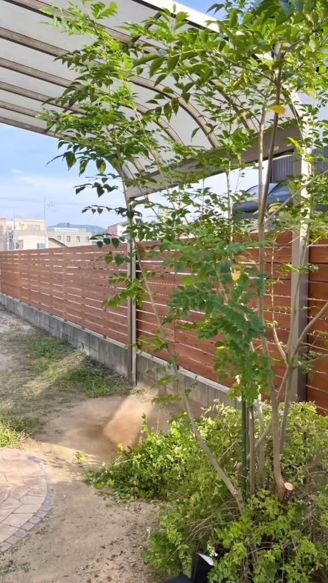 🌳

メッシュフェンスもそのままで
目隠しフェンスを作らせて頂きました！

シマトネリコの剪定もして
スッキリとしたお庭になりました☺︎

　
#リガーデン 
#庭のある暮らし 
#目隠しフェンス 
#ガーデンデザイン 
#フェンスデザイン